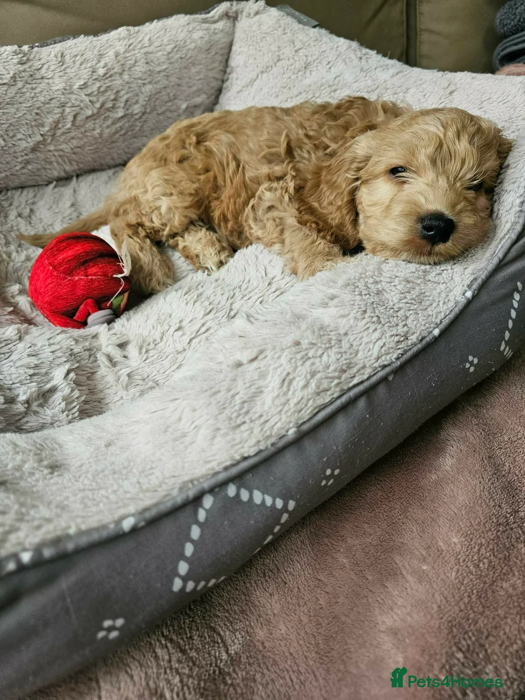 Cockapoo dogs for sale: Beautiful Cockapoo Puppies-Ready for Loving Homes in Southampton - Advert 2