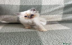 Ragdoll cats for sale: Ragdoll’s for sale!  - Image 8