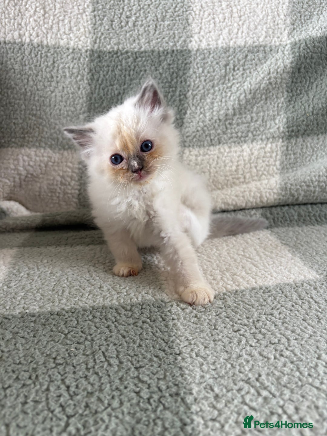 Ragdoll cats for sale: Ragdoll’s for sale!  - Image 8
