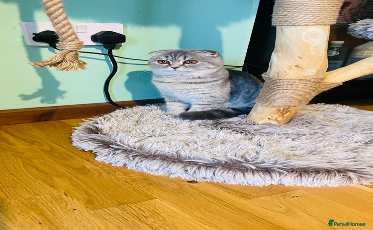 Scottish Fold cats - Advert 8