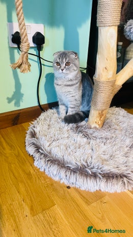 Scottish Fold cats - Advert 6