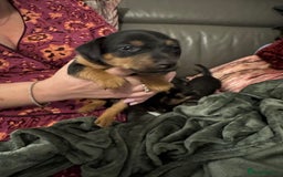 Jack Russell dogs for sale: Miniature Jack Russell pup - Image 10