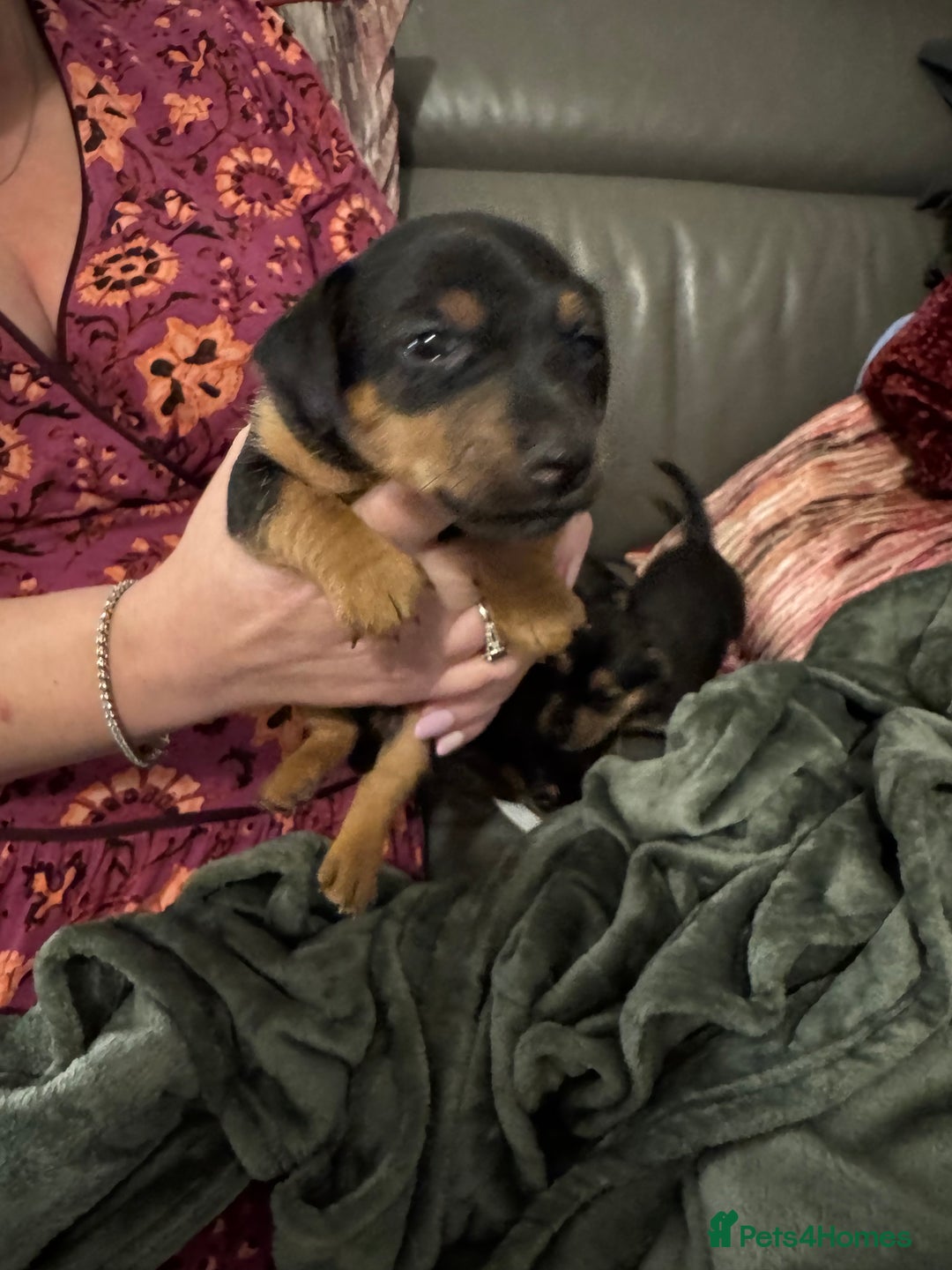 Jack Russell dogs for sale: Miniature Jack Russell pup - Image 10