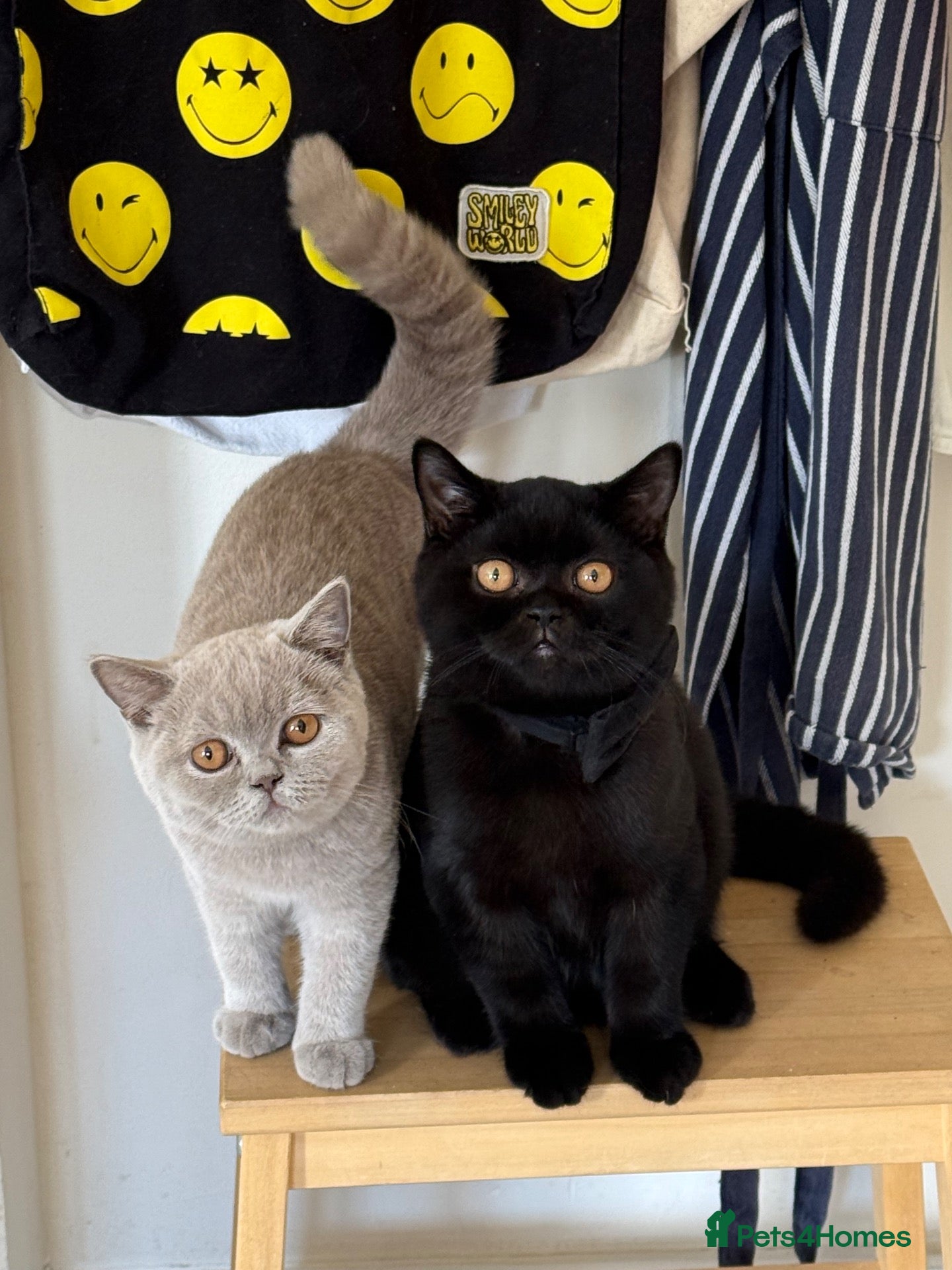 British Shorthair cats Gccf reg. British Shorthair Black/dark chocolate  - Advert 2