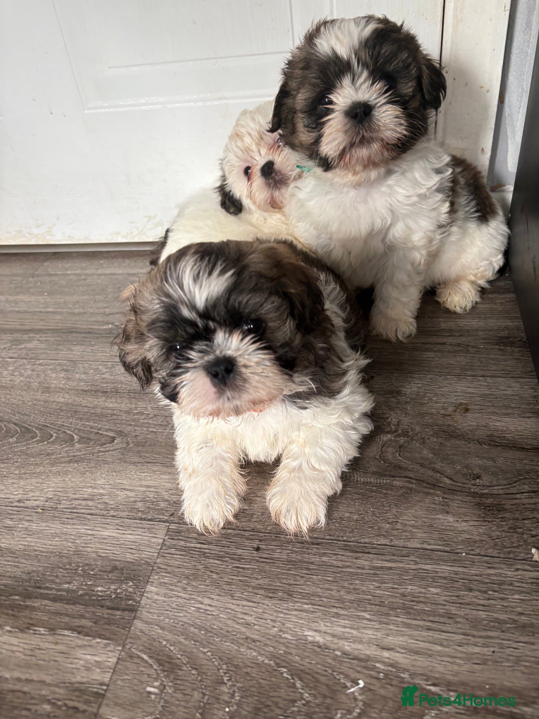 Shih Tzu dogs for sale: 4 Shih tzu girls  - Image 15