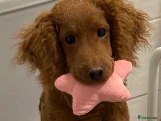 Cockapoo dogs 8 Month old male cockapoo - Advert 1