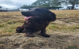 Cocker Spaniel dogs for sale: Male cocker dog kc reg  - Image 1
