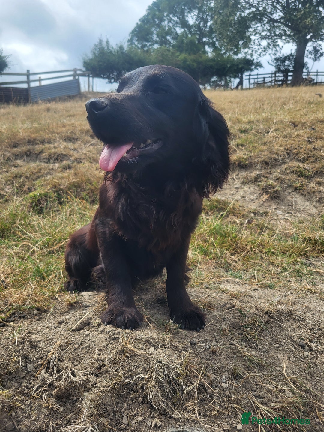 Cocker Spaniel dogs for sale: Male cocker dog kc reg  - Image 1