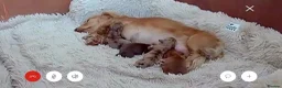 Dachshund dogs for sale: Chocolate dapple mini long haired boy dachshund - Advert 3