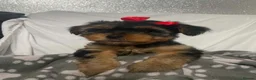 Yorkshire Terrier dogs for sale: L@@k 2 beautiful Yorkshire terrier puppies 4 sale - Advert 5