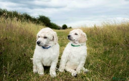 Standard Poodle dogs for sale: It has to be ALL WHITE Standard Poodle Puppies - Image 31