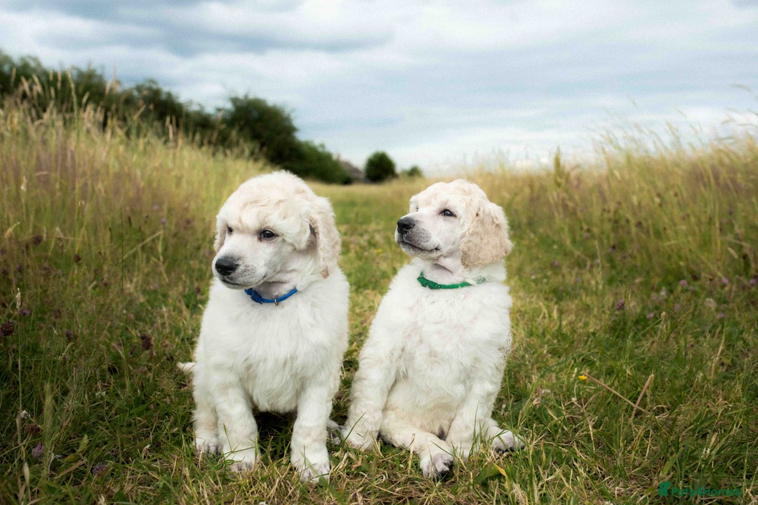Standard Poodle dogs for sale: It has to be ALL WHITE Standard Poodle Puppies - Image 31