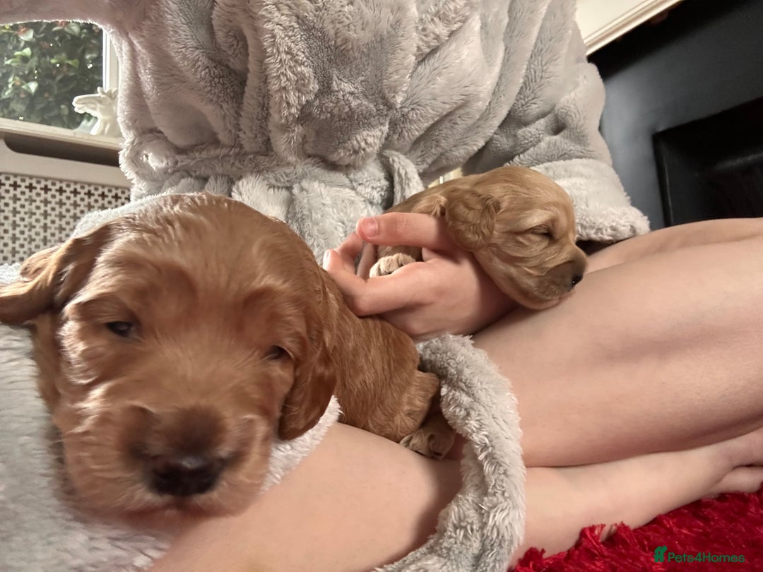 Cockapoo dogs for sale: Cockapoos x 5 2 girls 3 boys f1 - Image 13