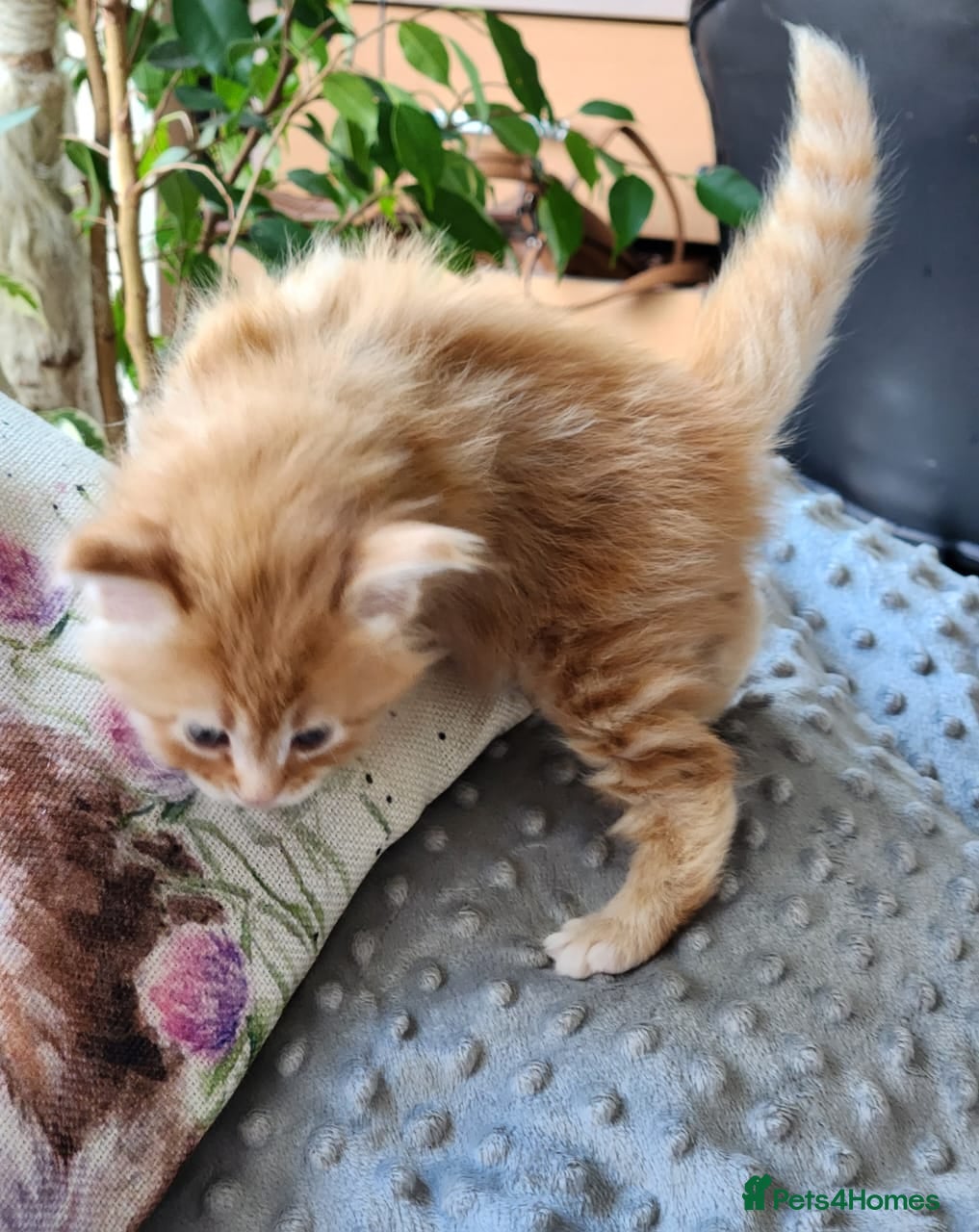Maine Coon cats Maine Coons ready on April 4 male 1 female  - Advert 14