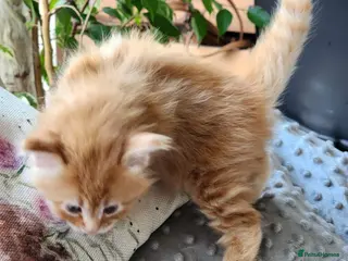 Maine Coon cats Maine Coons ready on April 4 male 1 female - Advert 14