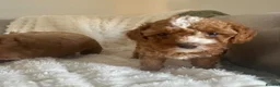 Cavapoo dogs for sale: Stunning  health tested Cavapoo puppies  - Advert 15