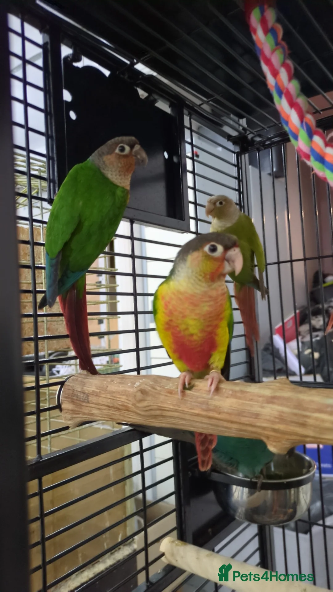 Conures birds for sale: Pineapple and cinnamon baby conures  - Advert 1