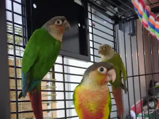 Conures birds for sale: Pineapple and cinnamon baby conures - Advert 1