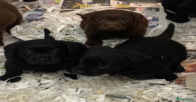 Labrador Retriever dogs - Advert 3