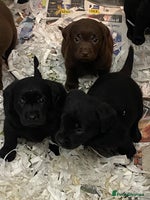 Labrador Retriever dogs - Advert 6