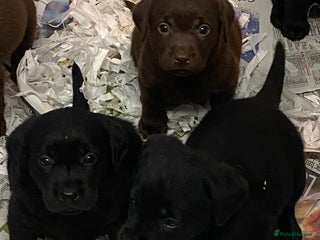 Labrador Retriever dogs - Advert 7