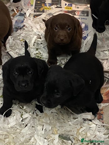Labrador Retriever dogs - Advert 2