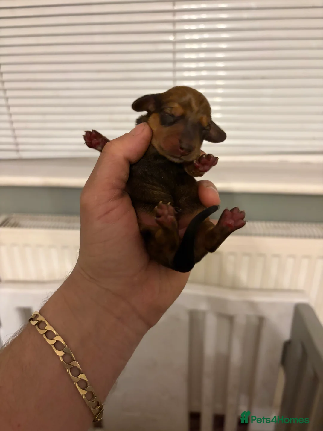 Miniature Dachshund dogs for sale: Miniature dachshund  - Advert 2