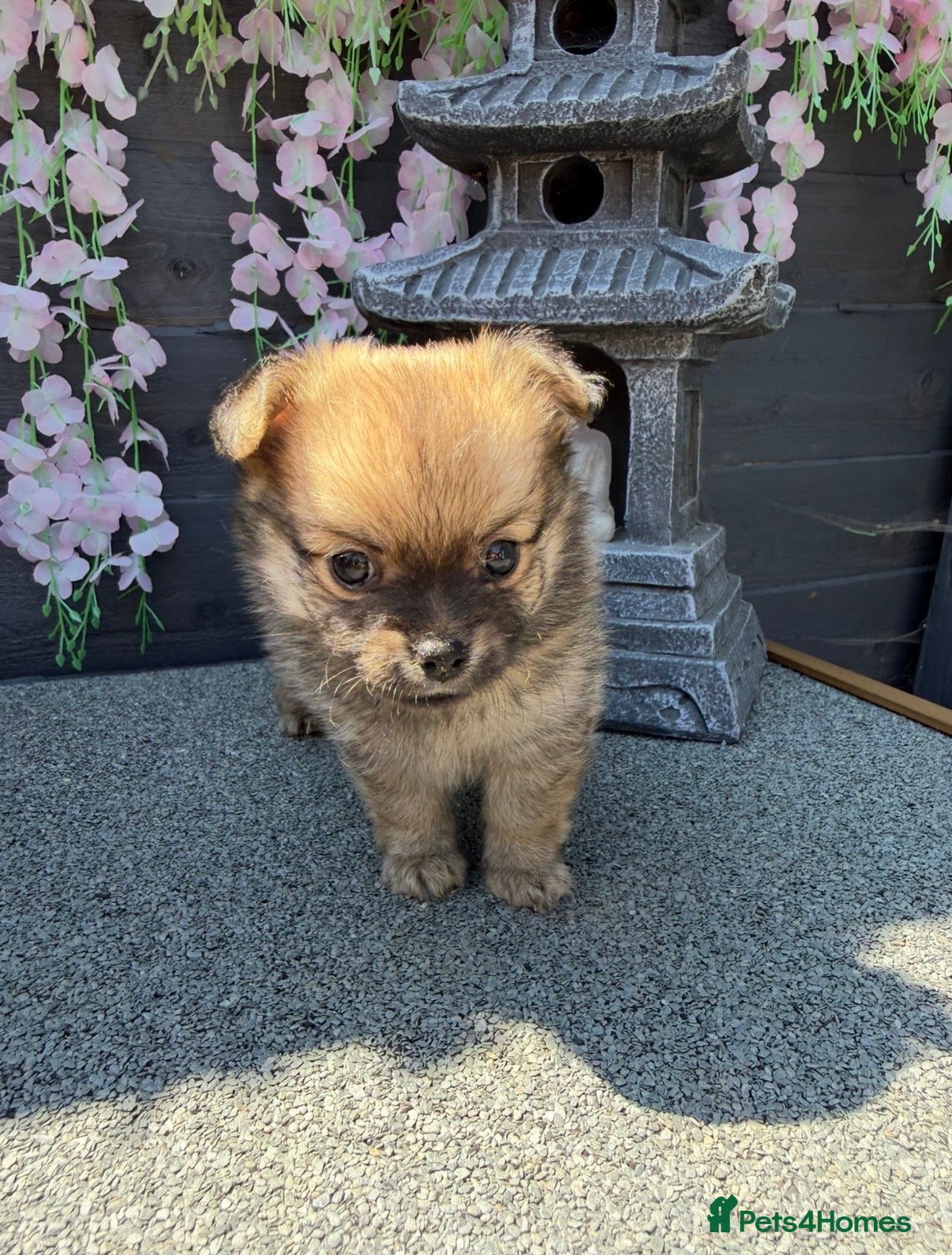 Pomchi dogs Last 3boys family raised Pomchi puppies 💗 - Advert 1