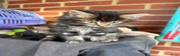 Mixed Breed cats for sale: 2 beautiful mixed kittens  - Advert 2
