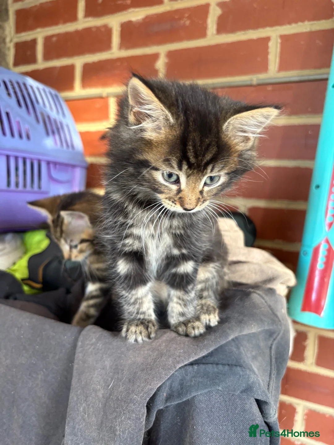 Mixed Breed cats for sale: 2 beautiful mixed kittens  - Advert 2