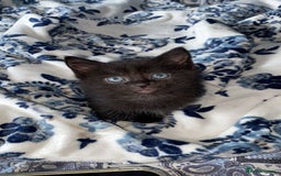 Siberian cats for sale: Beautiful Siberian mixed orange tabby cat!  - Image 1