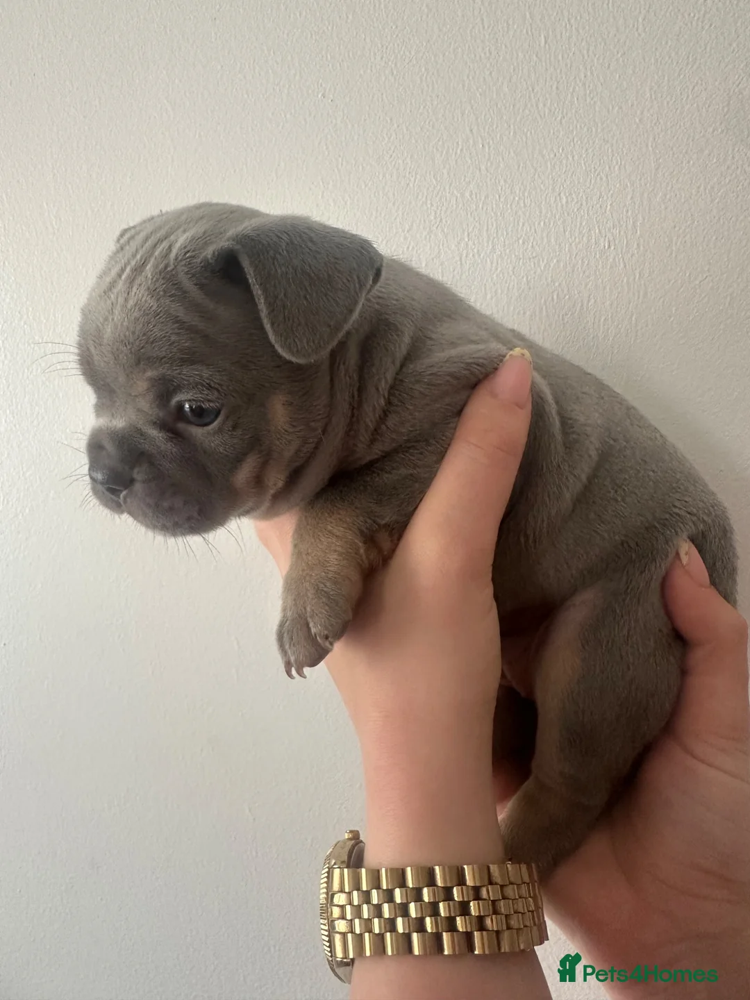 French Bulldog dogs for sale: French bulldog puppies  - Advert 2