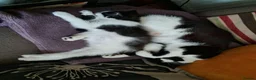 Mixed Breed cats for adoption: Rescue mum and 3 month kitten bonded pair - Advert 5