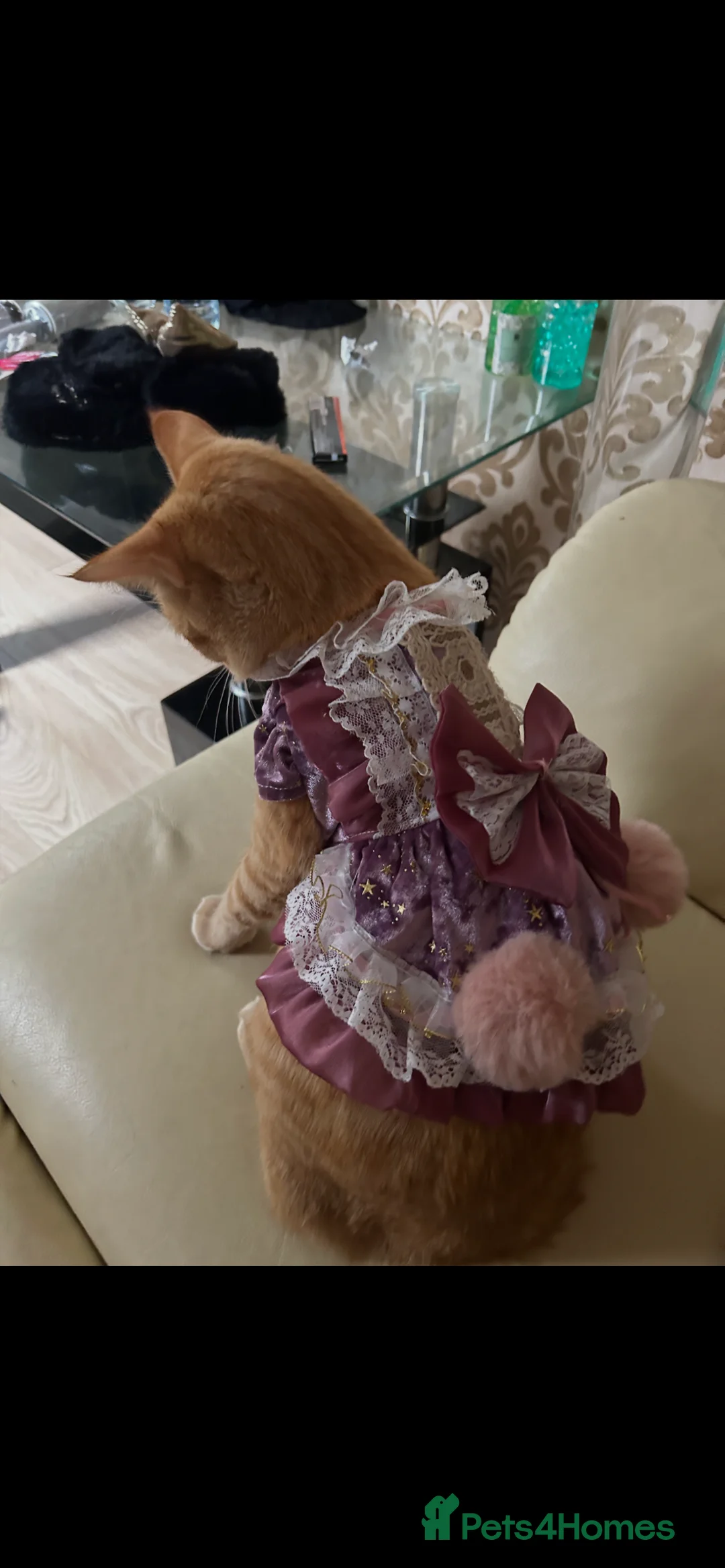 Domestic Shorthair cats for sale: 11 month old cat ginger cat  - Advert 3