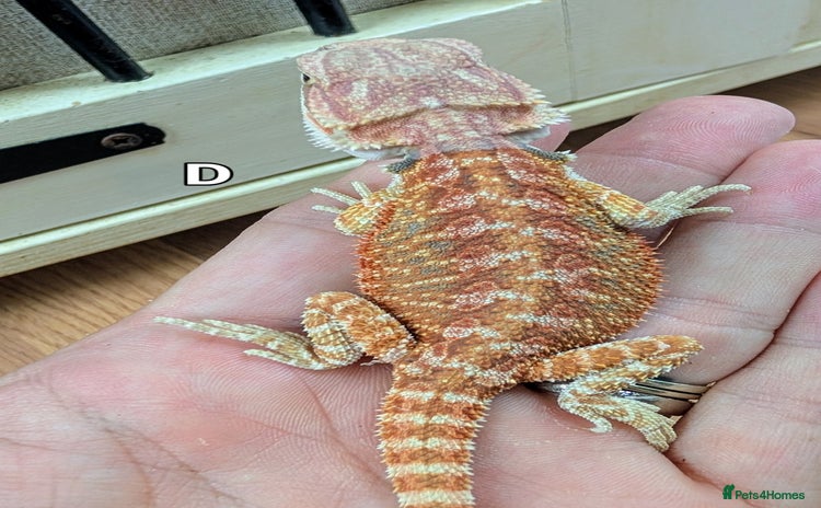 Bearded Dragon reptiles - Advert 5