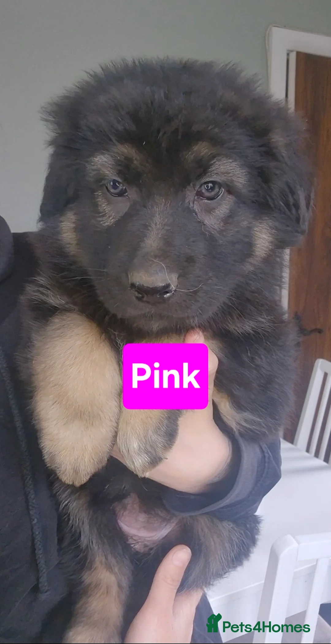 German Shepherd dogs for sale: German Shepherd Puppies  - Advert 2
