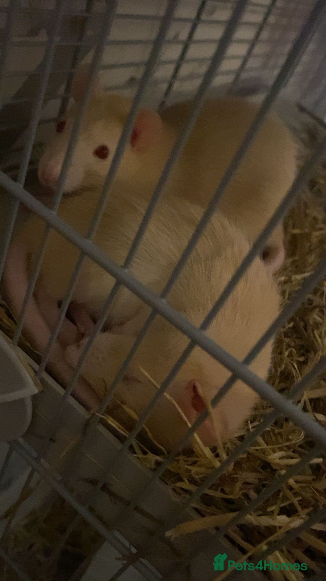 Rat rodents for sale: Albino rats  - Advert 2