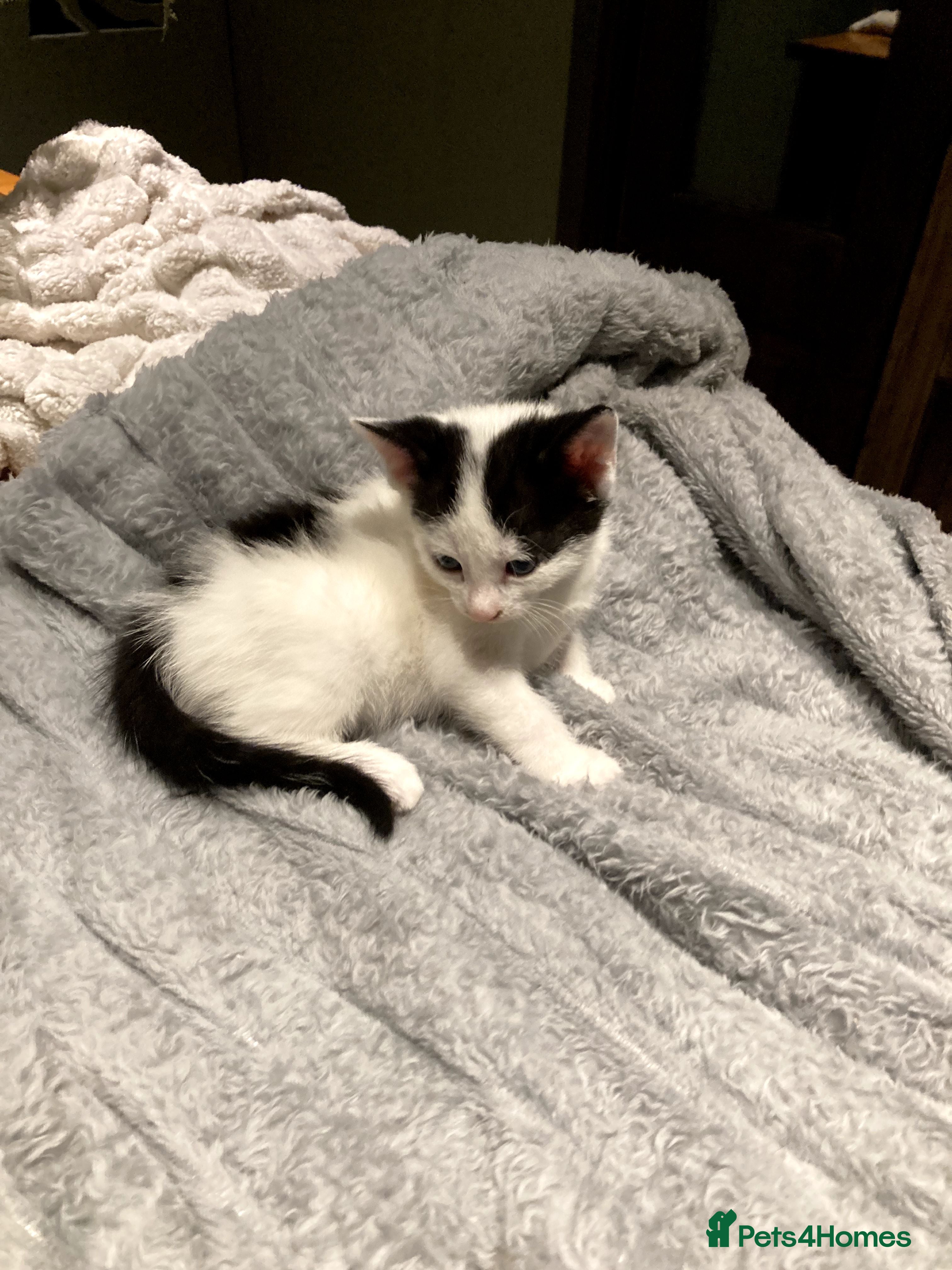 Mixed Breed cats New batch of Cuties in Basingstoke - Advert 2