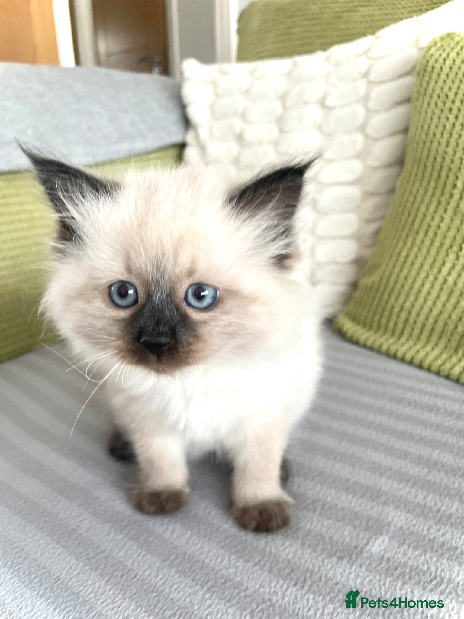 Siberian cats 2 Pure Neva Masquerade kittens available  - Advert 2