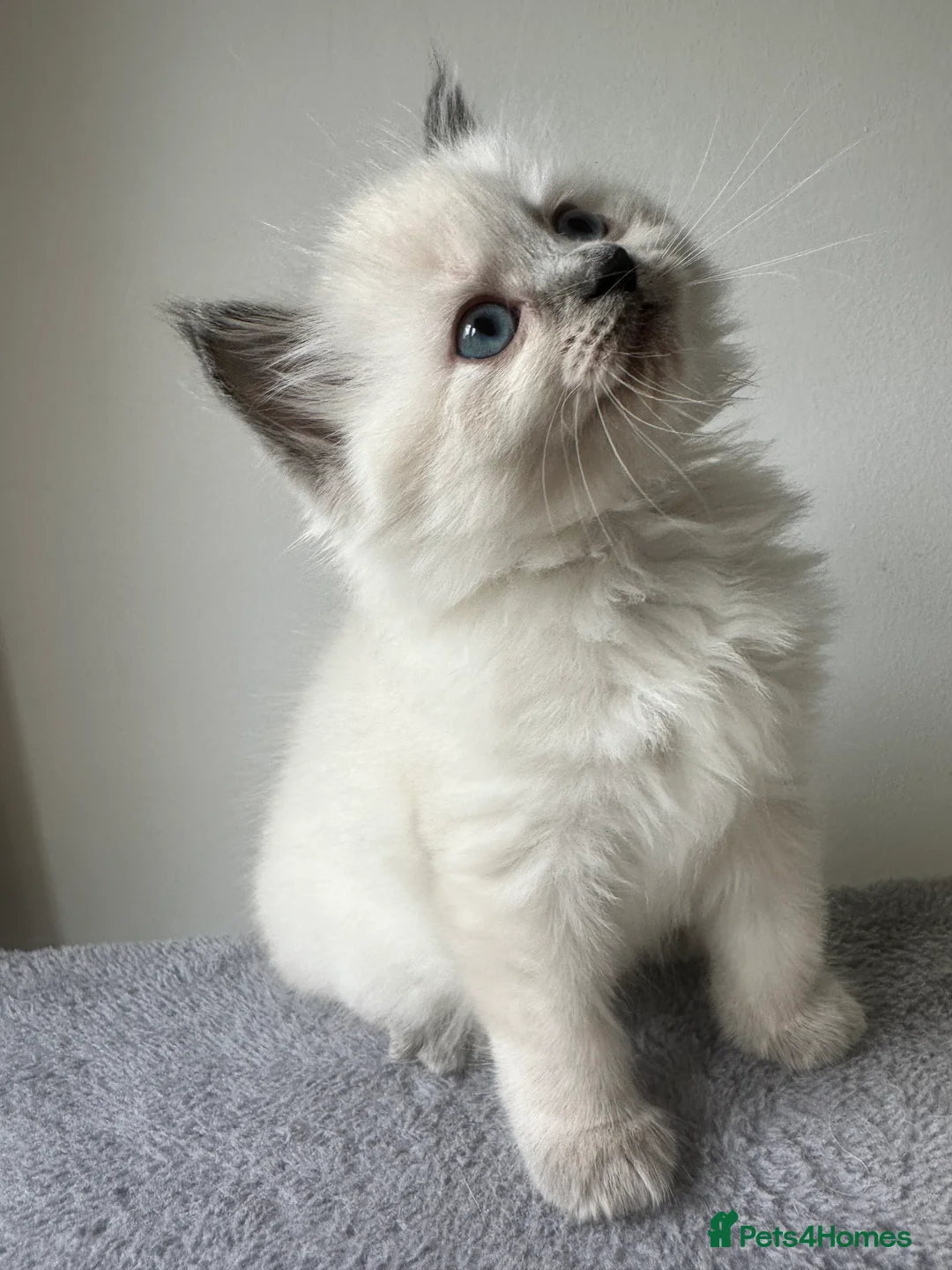 Siberian cats for sale: Save and check for next litter.  Siberian - Advert 2