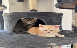 Maine Coon cats for sale: Full pedigree Maine Coon Kittens - Image 3
