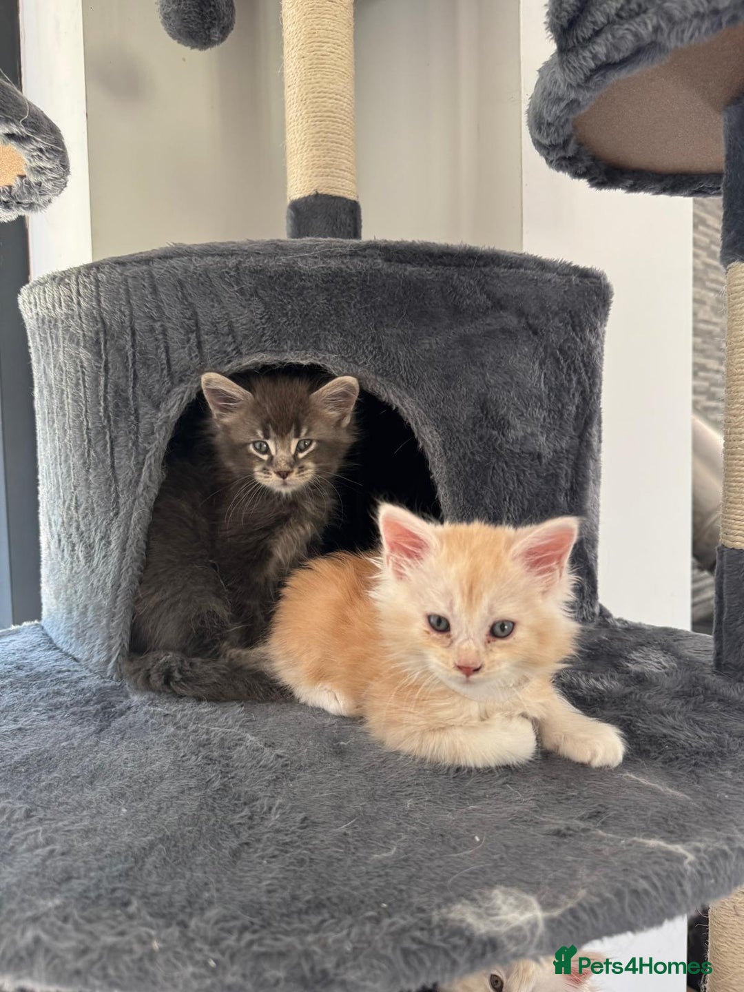 Maine Coon cats for sale: Full pedigree Maine Coon Kittens - Image 3