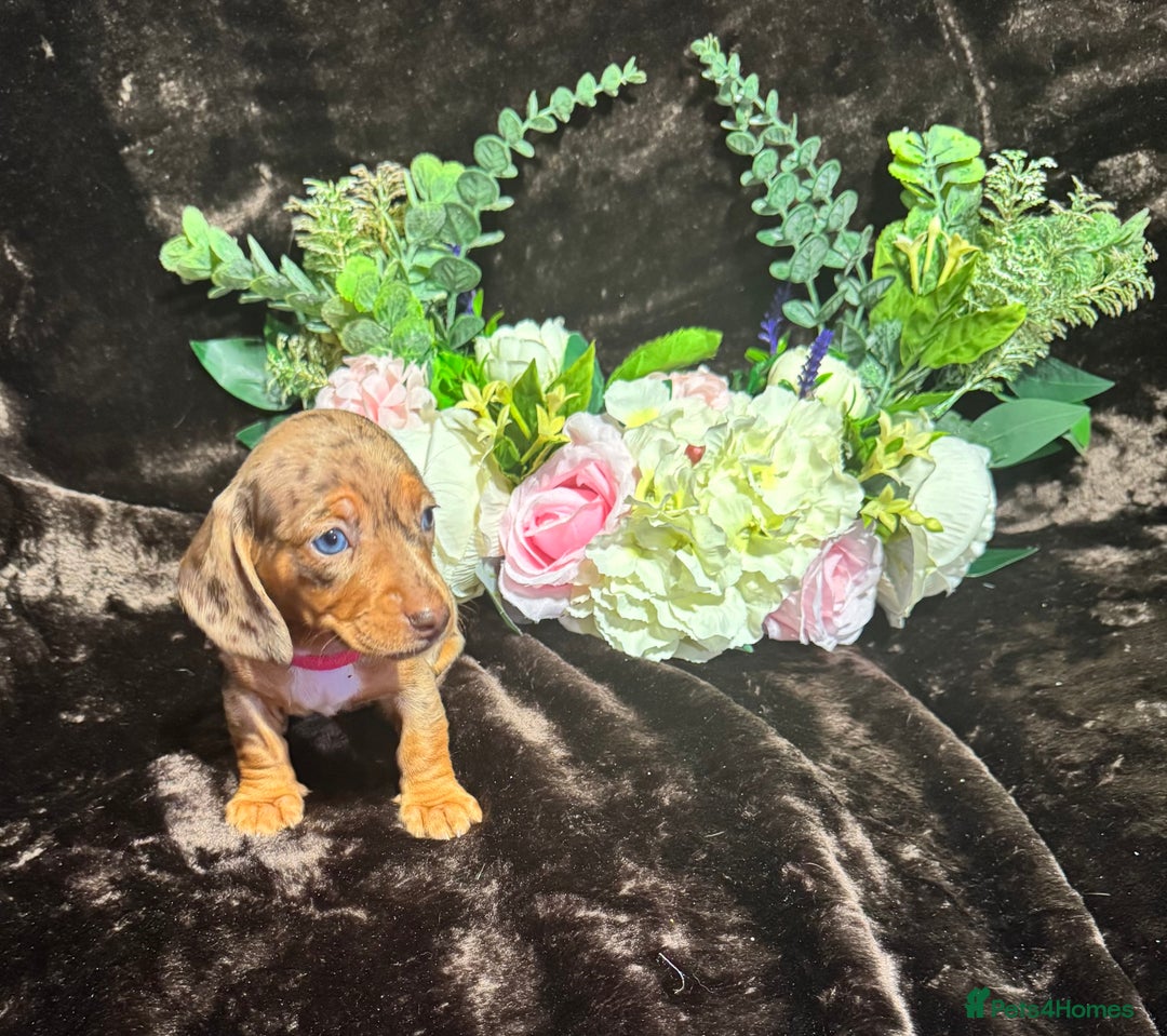 Miniature Dachshund dogs for sale: BEAUTIFUL KC MINI DACHSHUND READY TO LEAVE 23/12   - Advert 20