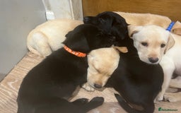 Labrador Retriever dogs for sale: Well bred Labrador puppies - Image 10