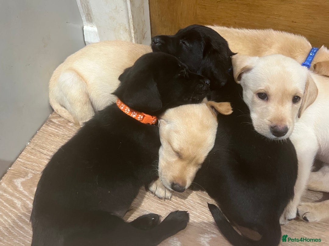 Labrador Retriever dogs for sale: Well bred Labrador puppies - Image 10