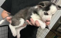 Siberian Husky dogs for sale: Beautiful Husky Puppies – Ready in 2 Weeks!  - Advert 12