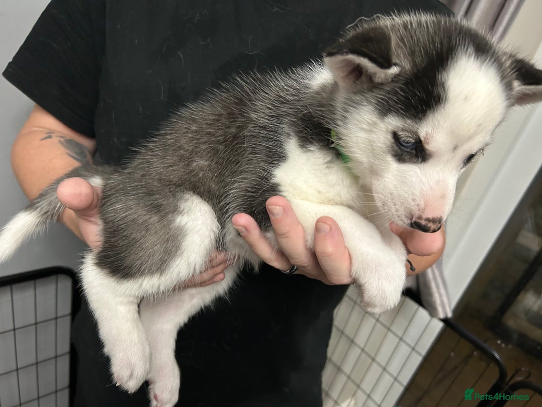 Siberian Husky dogs for sale: Beautiful Husky Puppies – Ready in 2 Weeks!  - Advert 12