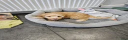 Cockapoo dogs for sale: Female Cockapoo - Advert 5