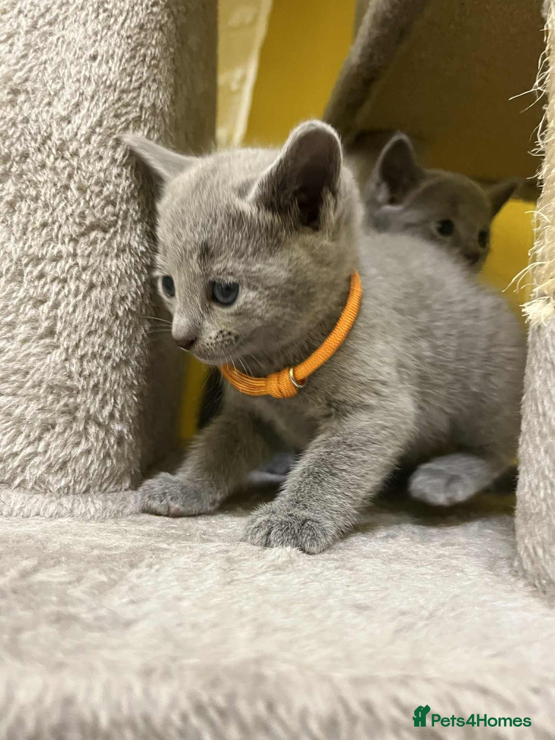 Russian Blue cats for sale: TICA REGISTERED Pure Breed Russian Blue Kittens - Advert 5