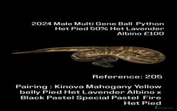 Python Snake reptiles for sale: Various Emoji Pied Ball Pythons Royal Snake  - Image 18